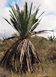 Lesueur NP Tree Zamia Palm