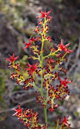 Lesueur NP Flower Xxx Red