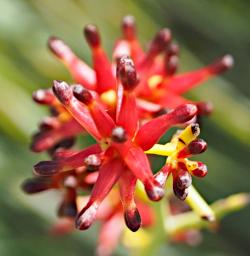 Lesueur NP Flower Xxx Red