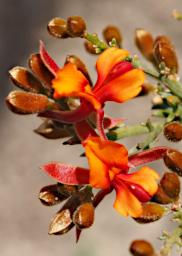 Lesueur NP Flower Xxx Orange Red