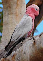 Lesueur NP Bird Galah