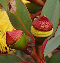 Lesueur NP Flower Mallee