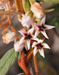 Lesueur NP Flower Xxx White Red