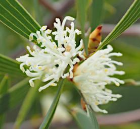 Lesueur NP Flower Xxx White