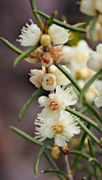 Lesueur NP Flower Xxx White