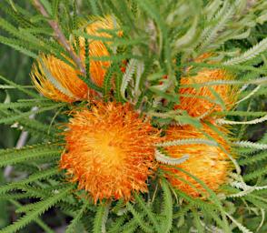 Flower Xxx Orange