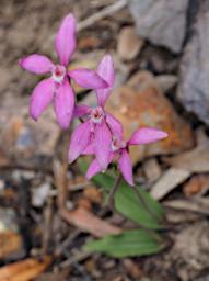 Flower Dwarf Pink Fairy Orchid