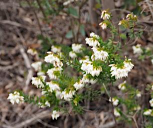 Flower Xxx White