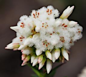 Flower Xxx White
