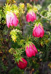 Flower Mountain Bells