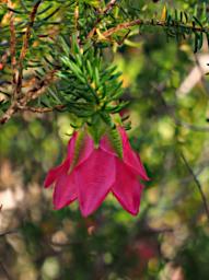 Flower Mountain Bells