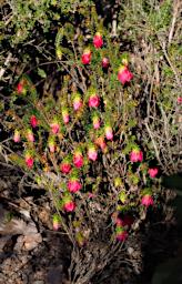 Flower Mountain Bells