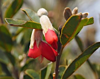 Flower Mountain Pea