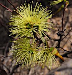 Flower Mallee