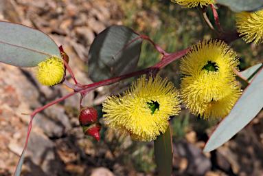 Flower Mallee