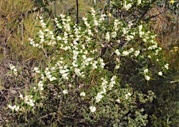 Flower Xxx White