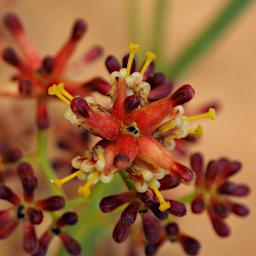 Flower Xxx Orange