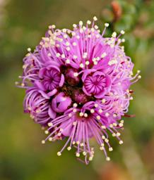 Flower Kunzea
