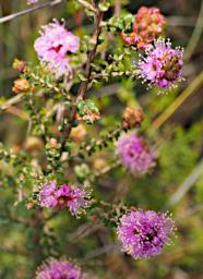 Flower Kunzea