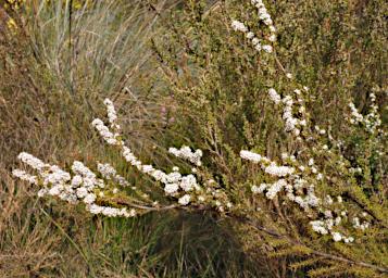 Flower Tea Tree