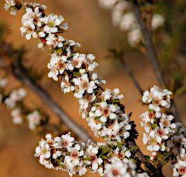Flower Tea Tree