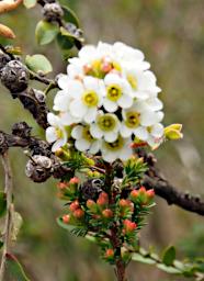 Flower White Mountain Myrtle
