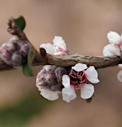 Flower Xxx Chamelaucium