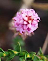 Flower Xxx Pink