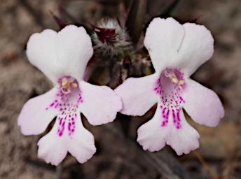 Flower Xxx Lamiaceae