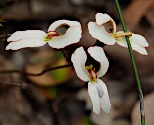 Flower Trigger Plant