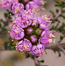 Flower Kunzea