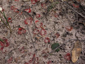 Flower Sundew Drosera