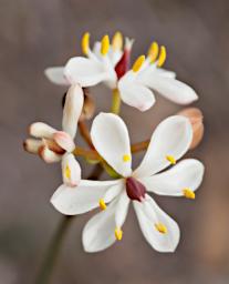 Flower Milkmaid Burchardia Umbellata