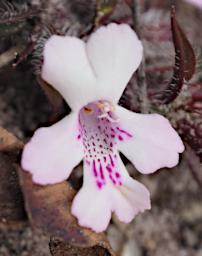 Flower Xxx Lamiaceae
