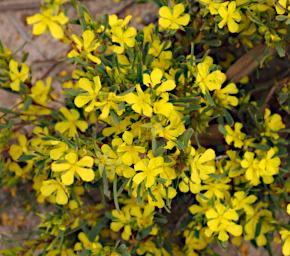 Flower Xxx Yellow