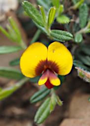 Flower Xxx Pea Yellow Red