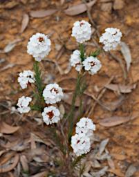 Flower Xxx White