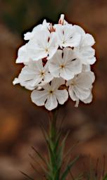 Flower Xxx White