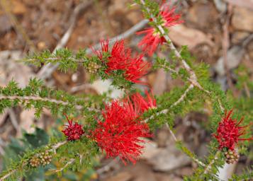 Flower Stirling Range Bottlebrush