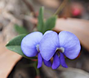 Flower Xxx Blue