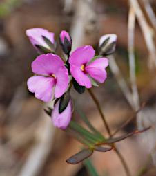 Flower Xxx Pink