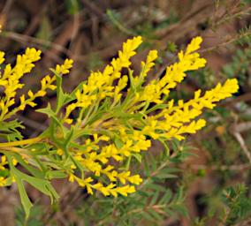 Flower Xxx Yellow