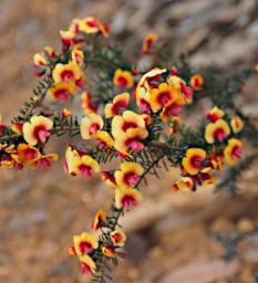 Stirling Rng NP Flower Xxx Pea Yellow Red