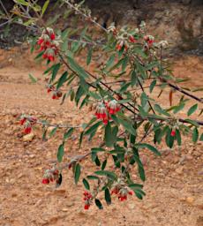 Flower Common Mountain Pea