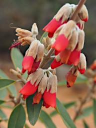 Flower Common Mountain Pea