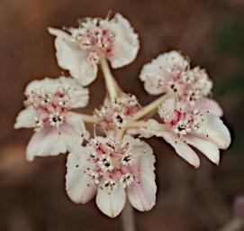 Flower Southern Cross