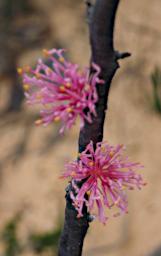 Flower Xxx Pink