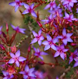 Flower Xxx Blue