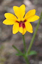 Flower Xxx Yellow