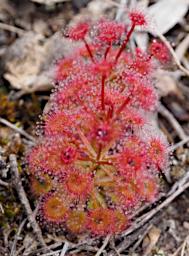 Flower Sundew